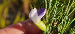 Psoralea ivumba