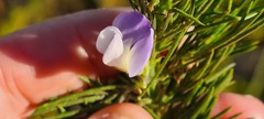 Psoralea ivumba