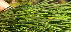 Psoralea ivumba