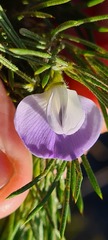 Psoralea ivumba