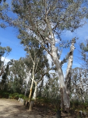 Eucalyptus punctata