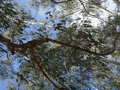 Eucalyptus punctata