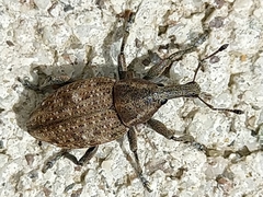 Lepyrus capucinus