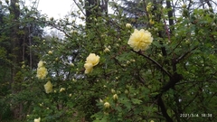 Rosa foetida