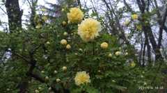 Rosa foetida