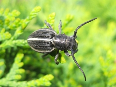 Dorcadion holosericeum