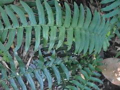 Blechnum punctulatum punctulatum