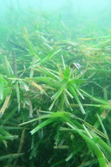 Amphibolis griffithii