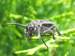 Dorcadion holosericeum