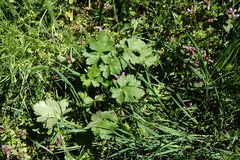 Ranunculus neapolitanus