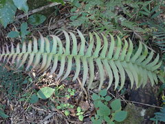 Blechnum punctulatum punctulatum