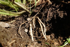 Ranunculus neapolitanus