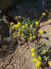 Alyssum calycocarpum