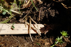 Ranunculus neapolitanus