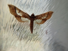 Hydriris ornatalis