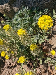 Alyssum calycocarpum