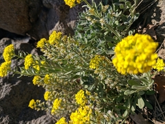 Alyssum calycocarpum