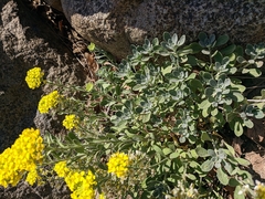 Alyssum calycocarpum