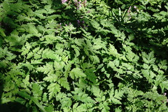 Chaerophyllum nodosum