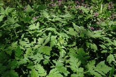 Chaerophyllum nodosum
