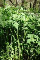 Chaerophyllum nodosum