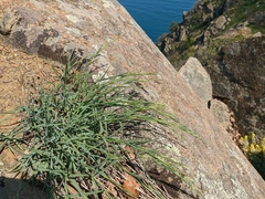 Dianthus marschallii