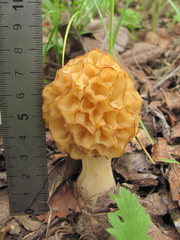 Morchella esculenta
