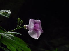 Ipomoea mauritiana