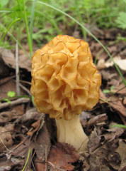 Morchella esculenta