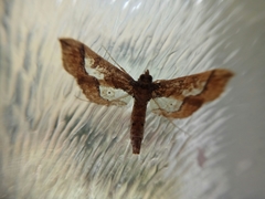 Hydriris ornatalis