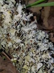 Parmotrema submarginale