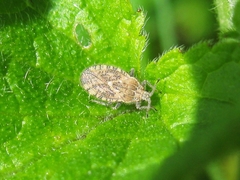 Tingis pilosa