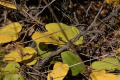 Ipomoea oblongata