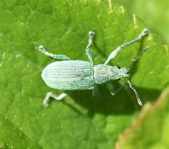 Polydrusus planifrons