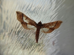 Hydriris ornatalis