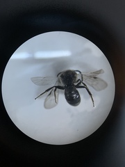 Andrena semilaevis