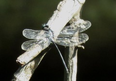 Pornothemis starrei