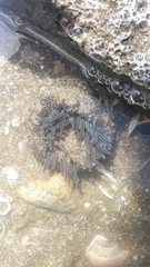 Bunodosoma zamponii