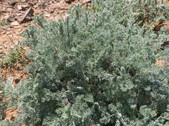 Artemisia taurica
