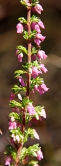 Erica intervallaris