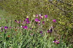 Lathyrus digitatus