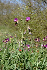 Lathyrus digitatus