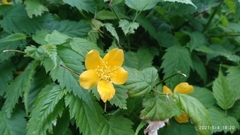 Kerria japonica