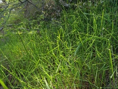 Poa sterilis