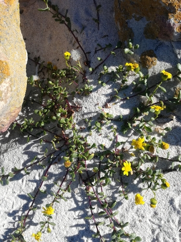 Image of Senecio maritimus by (c) Noeleen du Toit, some rights reserved (CC BY-SA)