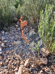 Tritoniopsis antholyza