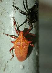 Eocanthecona furcellata