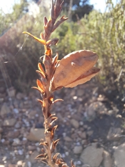 Tritoniopsis antholyza
