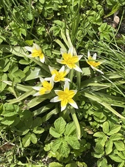 Tulipa urumiensis