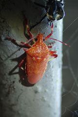 Eocanthecona furcellata